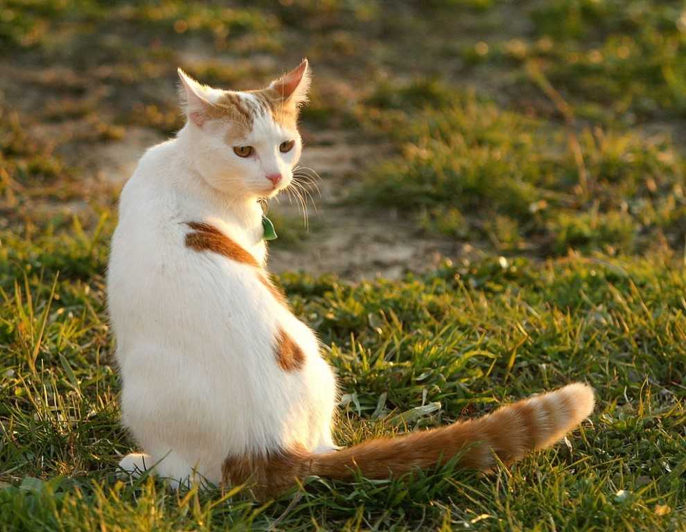 Турецкий ван: описание породы кошек, история, цена