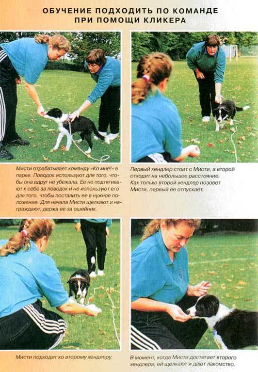 Дрессировка кошек: команды и методика обучения трюкам