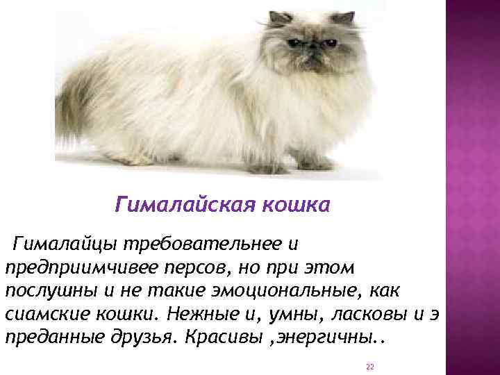 Гималайская кошка: описание, фото, уход, характер, цена - kisa.su