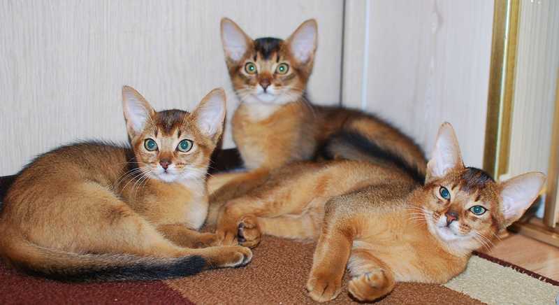 Кормление абиссинской кошки: особенности рациона питания для потомка африканских хищников
