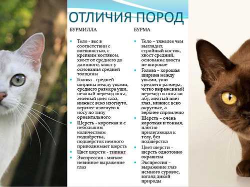 Шантильи тиффани: описание породы, фото кошки, стандарты, характер и поведение
