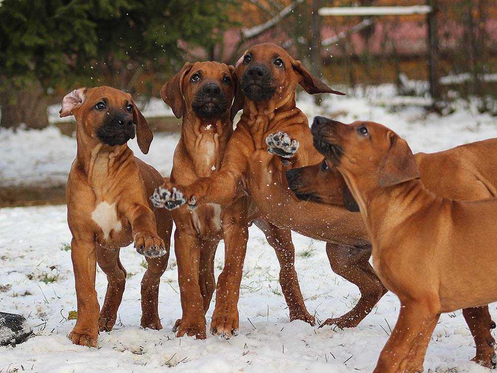 Описание породы собак родезийский риджбек с отзывами и фото