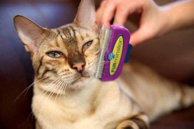 Фурминатор для кошек: отзывы владельцев, выбор, популярные модели