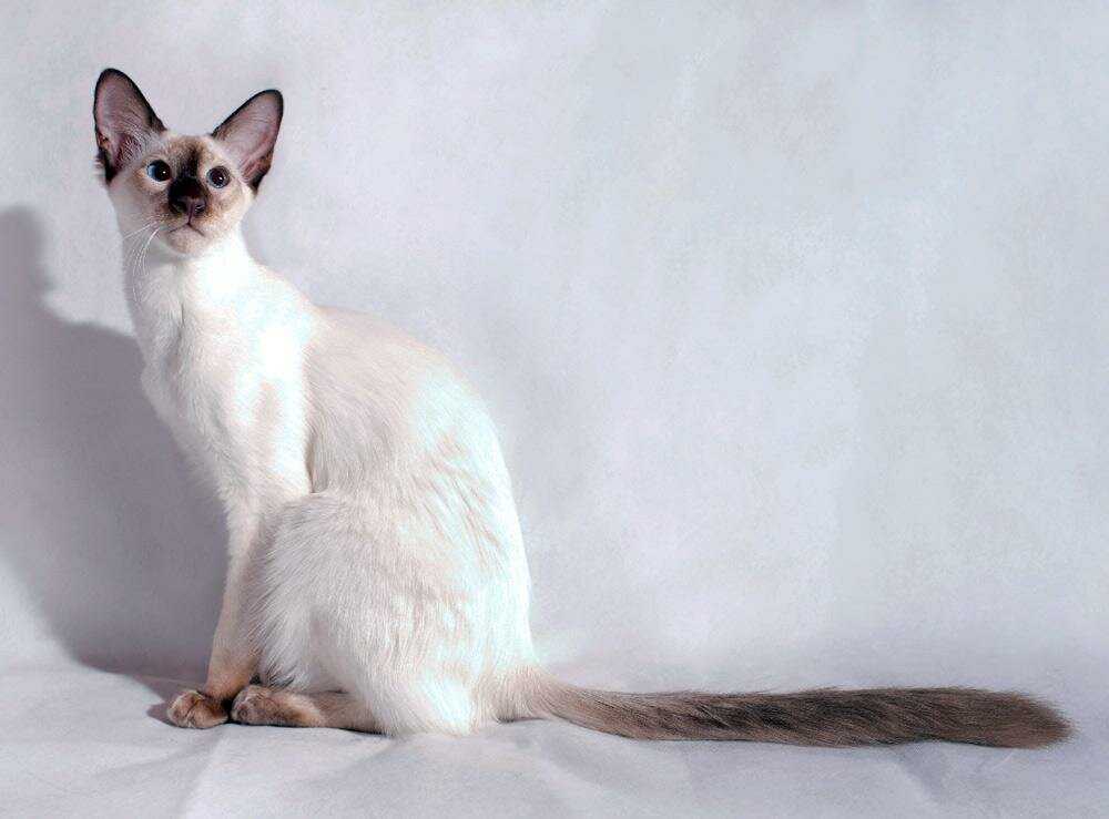 Европейская короткошерстная кошка (кельтская): фото, цена, описание породы, характер, видео