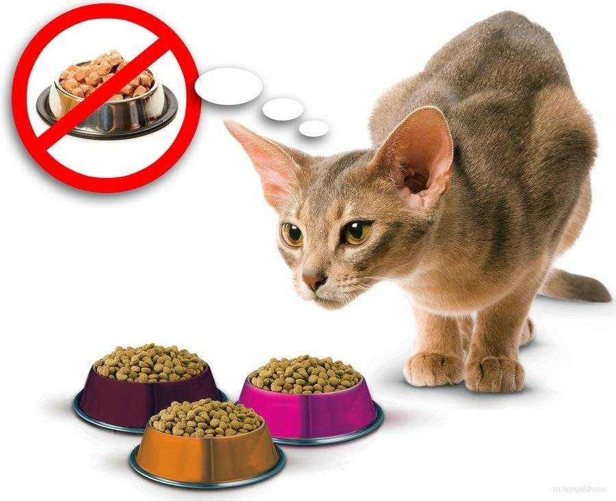 Состав сухого корма для кошек: разбор списка ингредиентов