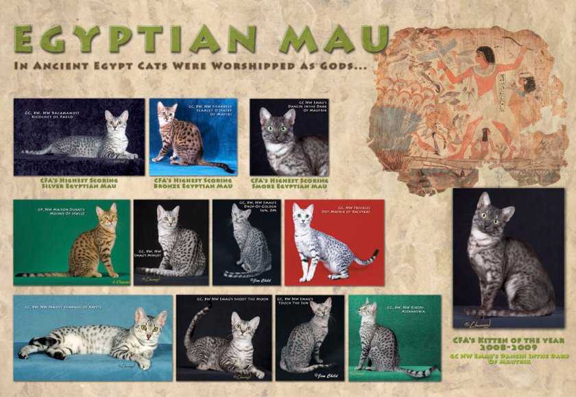 Египетская мау: фото, цена, описание породы, характер, видео, питомники