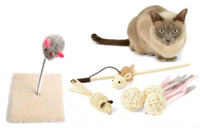 Игрушки для кошек и котов своими руками: как сделать в домашних условиях, какие приспособления предпочесть для котёнка и взрослого животного
