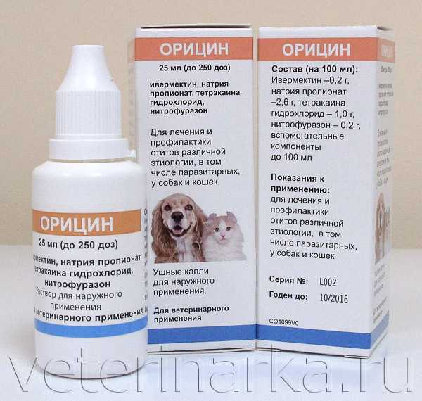 Ушной клещ (отодектоз) у собак - симптомы, диагностика и лечение 
ушной клещ (отодектоз) у собак - симптомы, диагностика и лечение