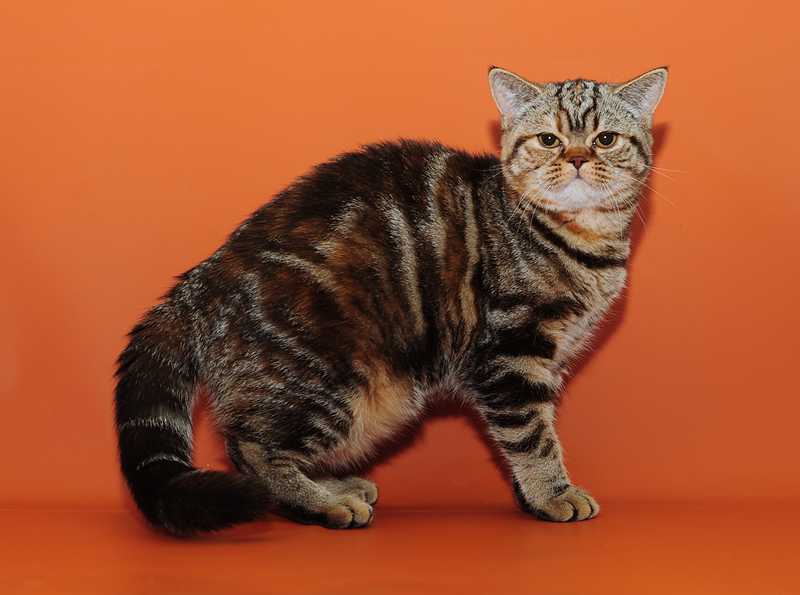 Редкие окрасы британских кошек - фото окрасов кошек