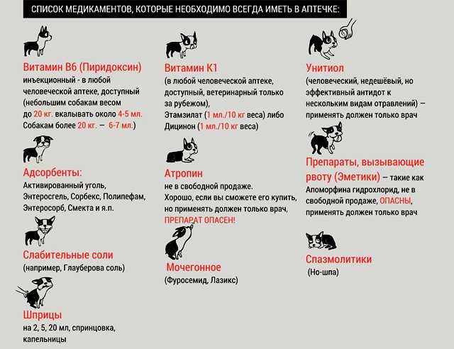 Отравление крысиным ядом у собак: симптомы, лечение отравление.ру