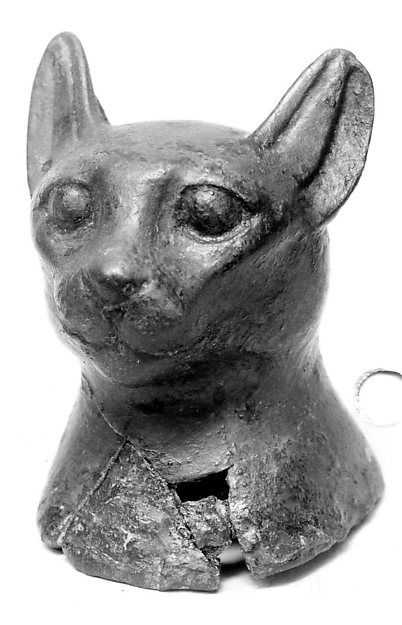 Египетские кошки: прикоснись к истории, узнай о породе!