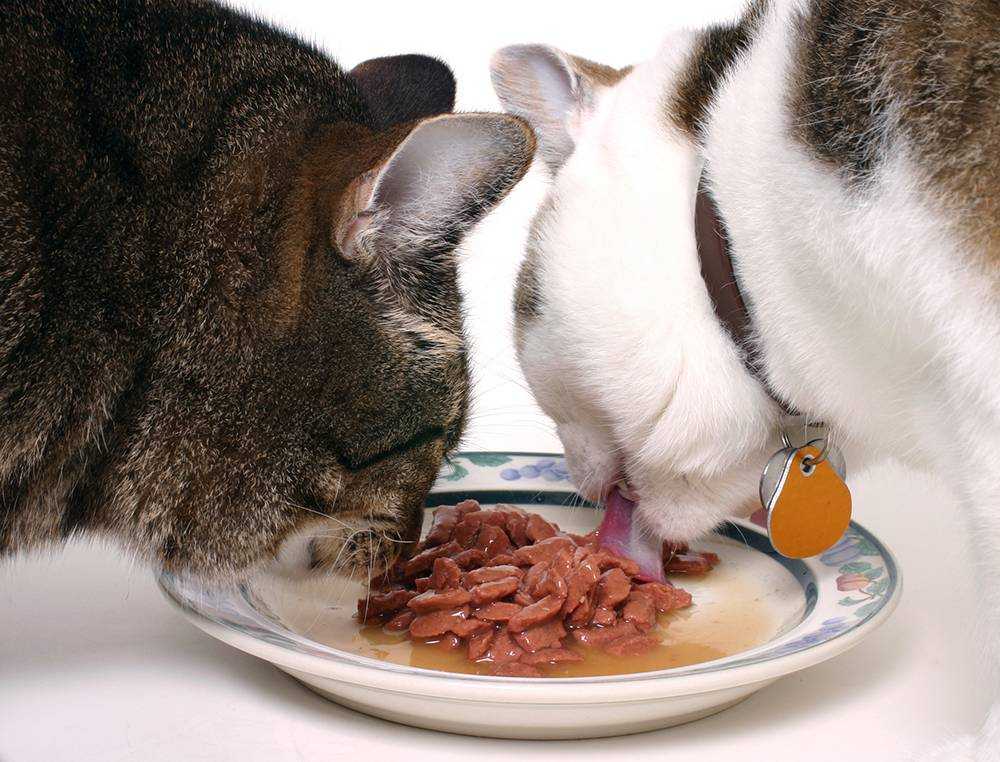 Чем кормить кормящую кошку детским питанием