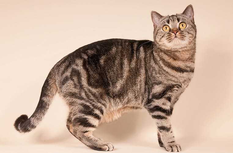 Окрасы британских кошек с фото и описанием