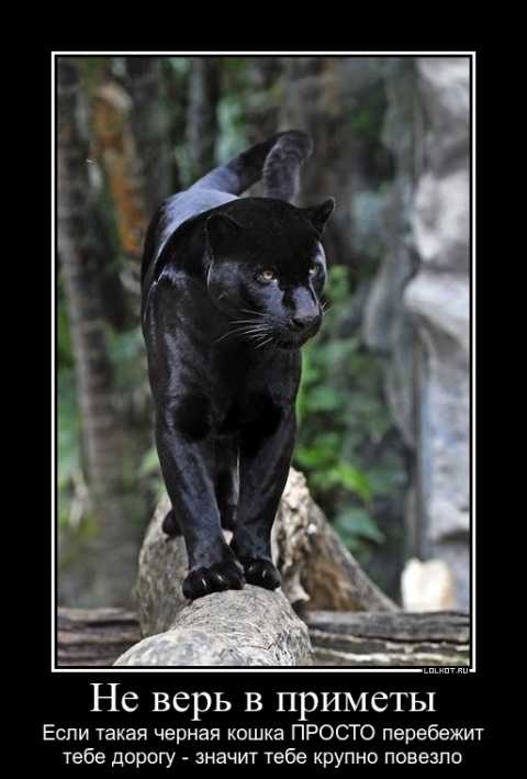 Что делать, если вам перебежала дорогу черная кошка