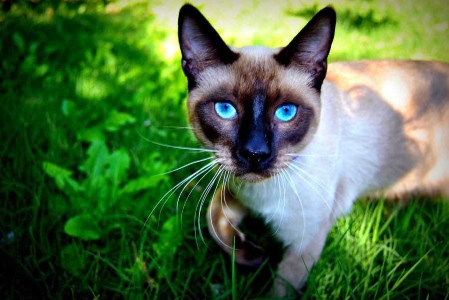 Домашняя сиамская кошка. Сиамская кошка. Сиамская и Абиссинская кошка. Кот сиамской породы. Сиамская беспородная кошка.
