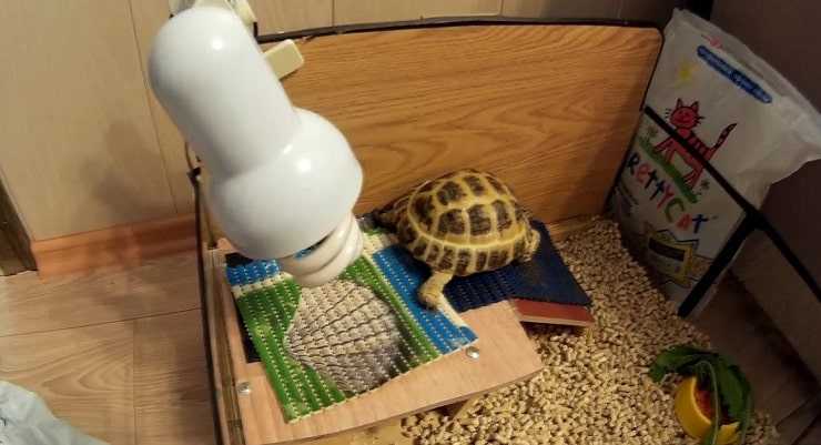 Выбираем лампу для красноухих черепах