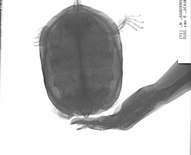 Красноухая черепаха в домашних условиях: уход кормление содержание, немного что едят - отзывы
