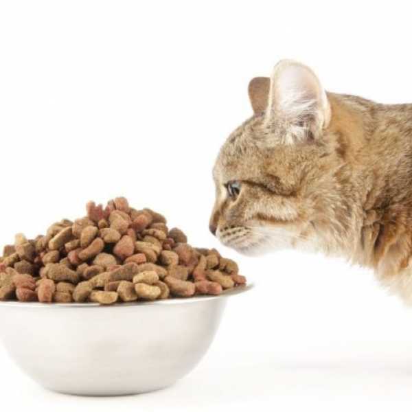 Чем кормить котенка: полное руководство для новичков