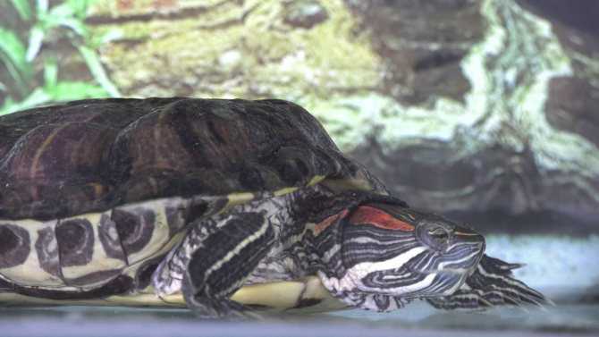 Спячка красноухих черепах. что нужно знать?