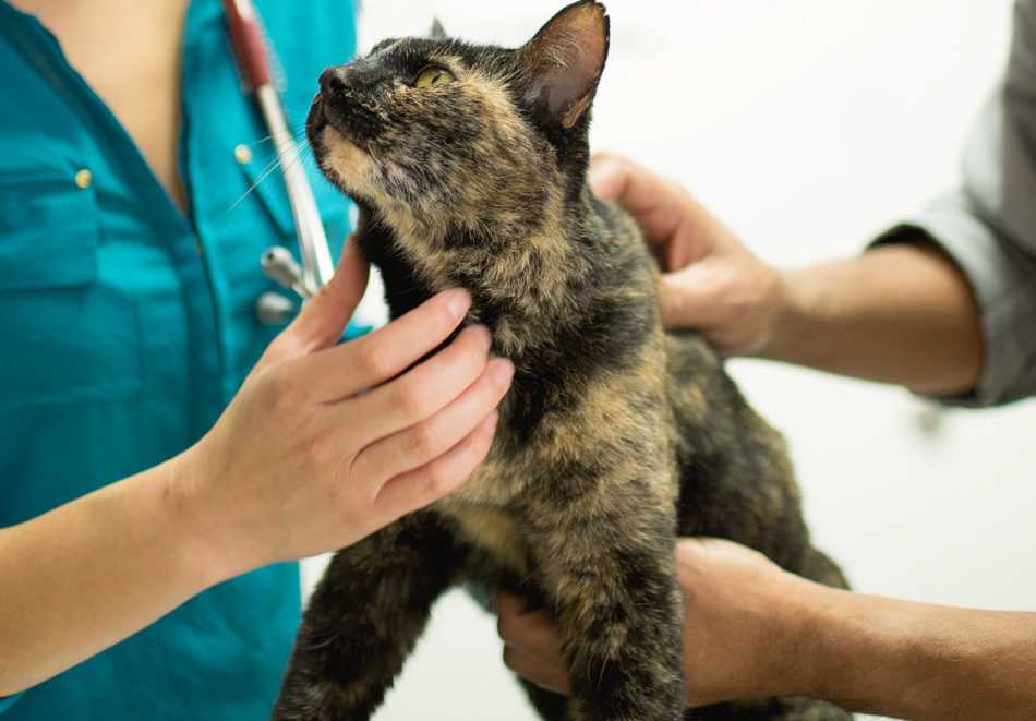 Почечная недостаточность у кошек: симптомы, лечение, питание.