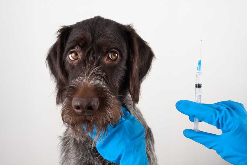Всё о вакцинации собак