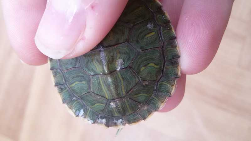 ᐉ почему у черепахи белые пятна на панцире, причины и лечение белого налета у красноухих и сухопутных черепах - zoopalitra-spb.ru