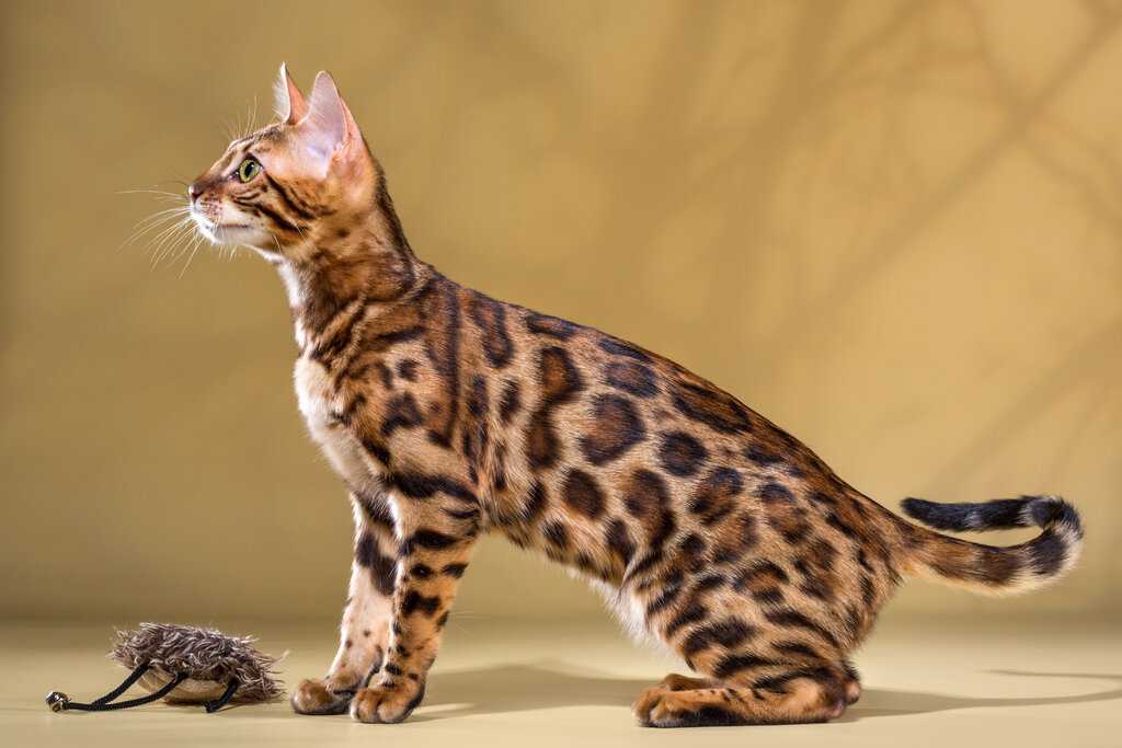 Кошка оцикет: описание породы и особенности характера
