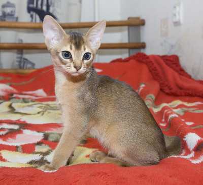 Питомник абиссинских кошек amberberry  (г.москва),