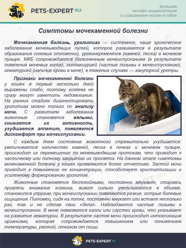 Кормление при мочекаменной болезни струвитного типа у кошек. ветеринарная клиника "зоостатус"
