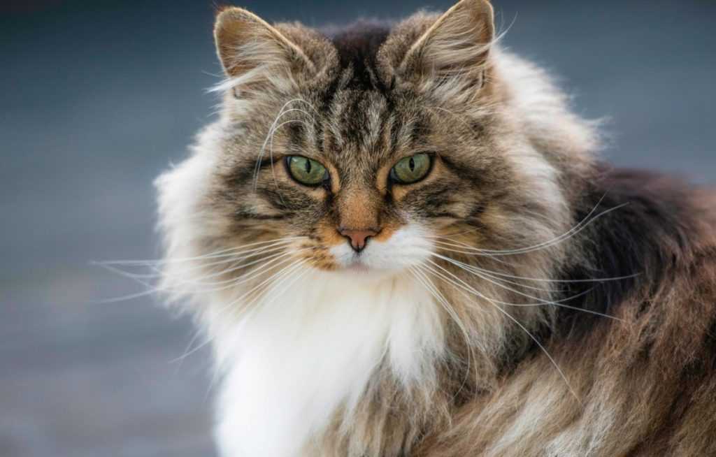 Норвежская лесная кошка - описание, характер, фото, цена | сайт «мурло»