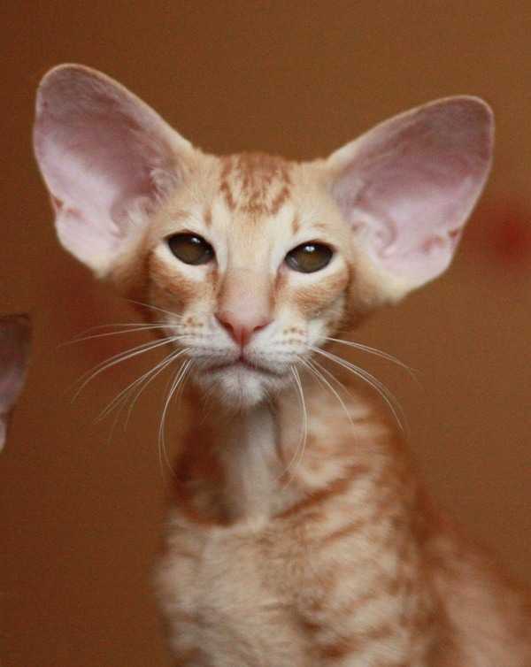 Породы кошек с большими ушами