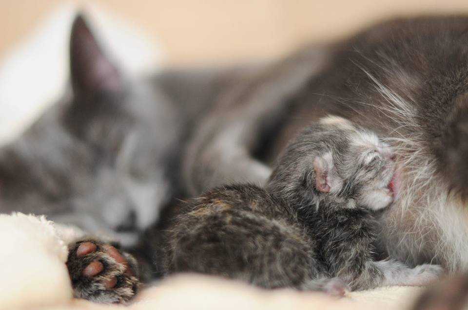 Интервал между котятами во время родов у кошек, нормальных, стремительных, затяжных