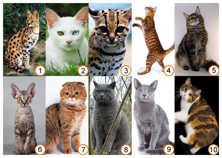 Леопардовая кошка внешностью и повадками напоминает диких собратьев, но на самом деле это ласковая и дружелюбная домашняя порода под названием...