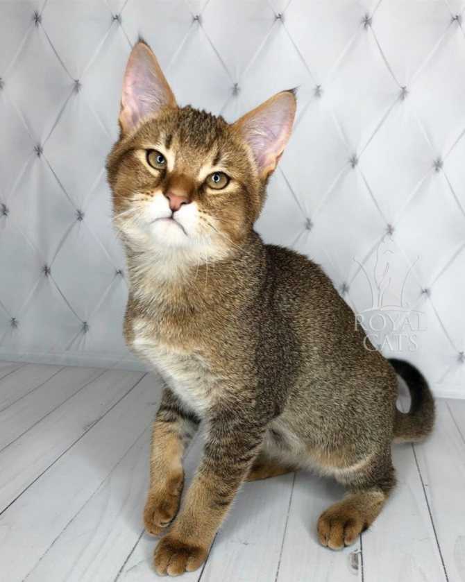 Чаузи кошка: описание породы, цена, как ухаживать за кошками чаузи