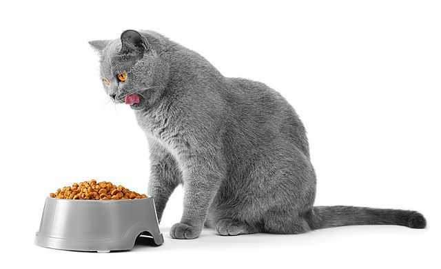Чем кормить котенка, какой корм лучше: сухой, влажный или натуралка, их плюсы и минусы, отзывы и советы ветеринаров