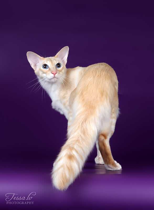 Яванез (яванская кошка): описание породы, характер и уход (с фото)