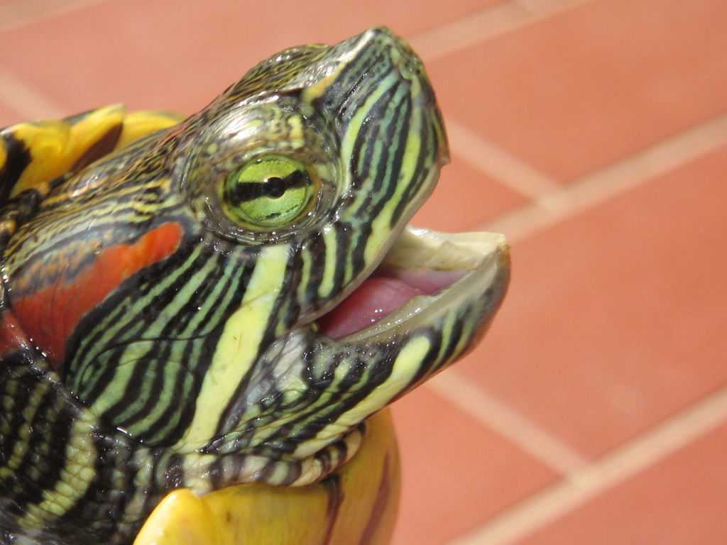 Максимальный размер домашней черепахи