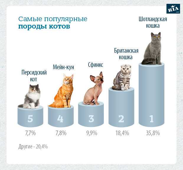 Сколько всего пород кошек существует в мире