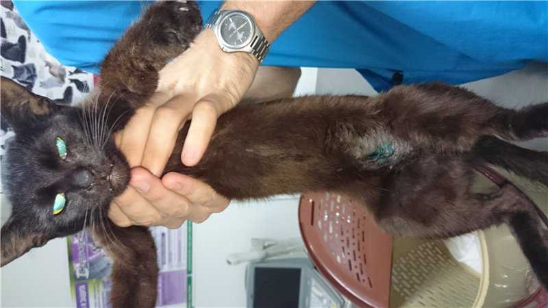 Скольки месяцев можно стерилизовать кошку. При стерилизации кошки.