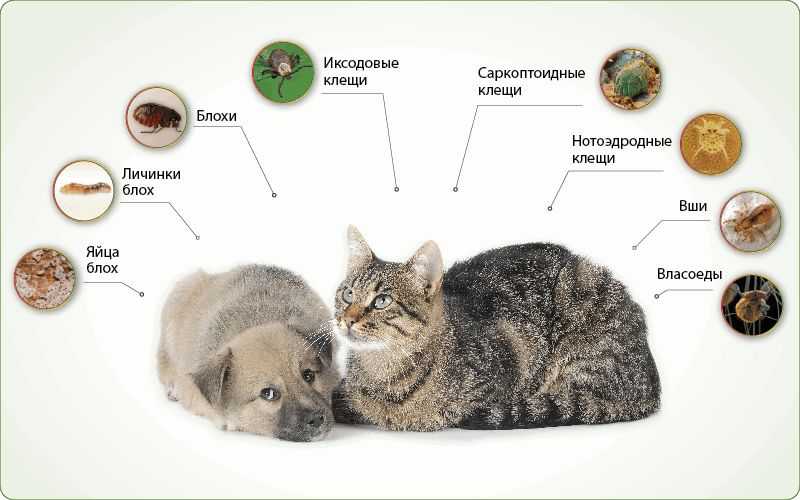 Глисты у кота: симптомы, лечение, профилактика