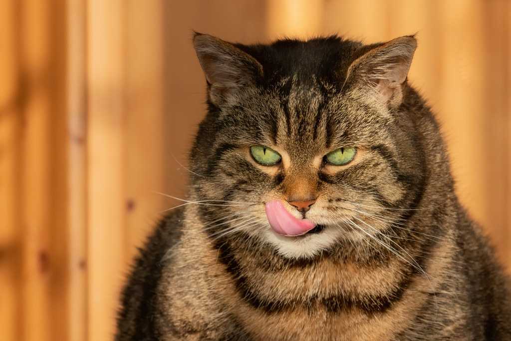 Почему у кошки постоянно высунут язык?
