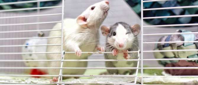 Домашняя крыса издает странные звуки, что они означают