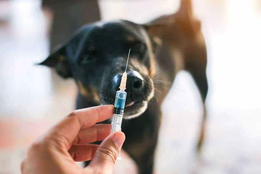 Прививка от бешенства беременной собаке: можно или нельзя, правила и особенности вакцинации