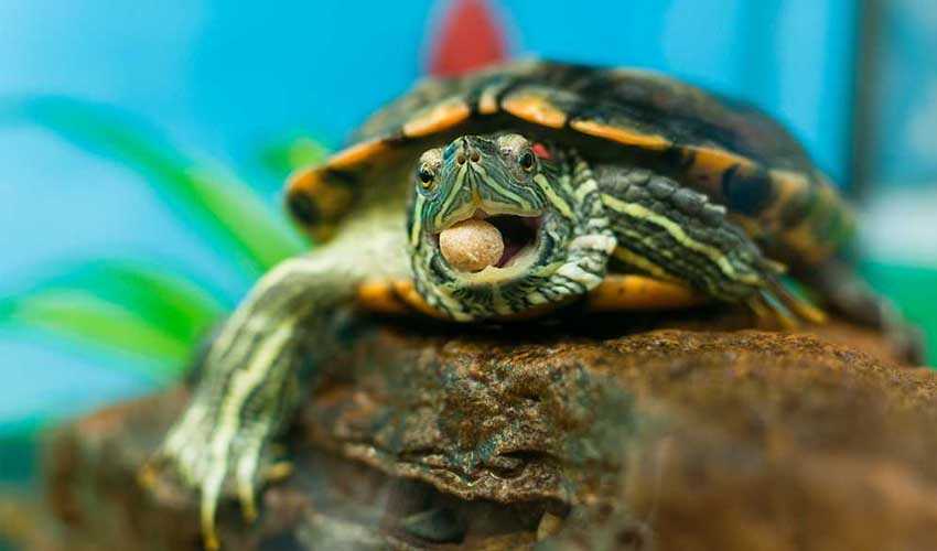 Что едят черепахи в домашних условиях (чем питается, корм): водные и сухопутные, чем кормить зимой, гаммарус, мясо