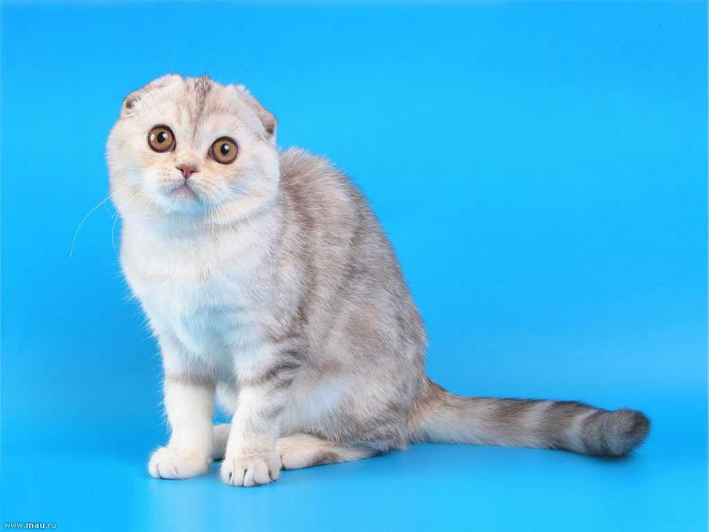 Albarus, питомник вислоухих короткошерстных кошек, ставрополь. вислоухие короткошерстные котята, которых можно купить
