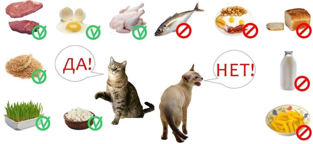 Почему у кошек язык как наждачка