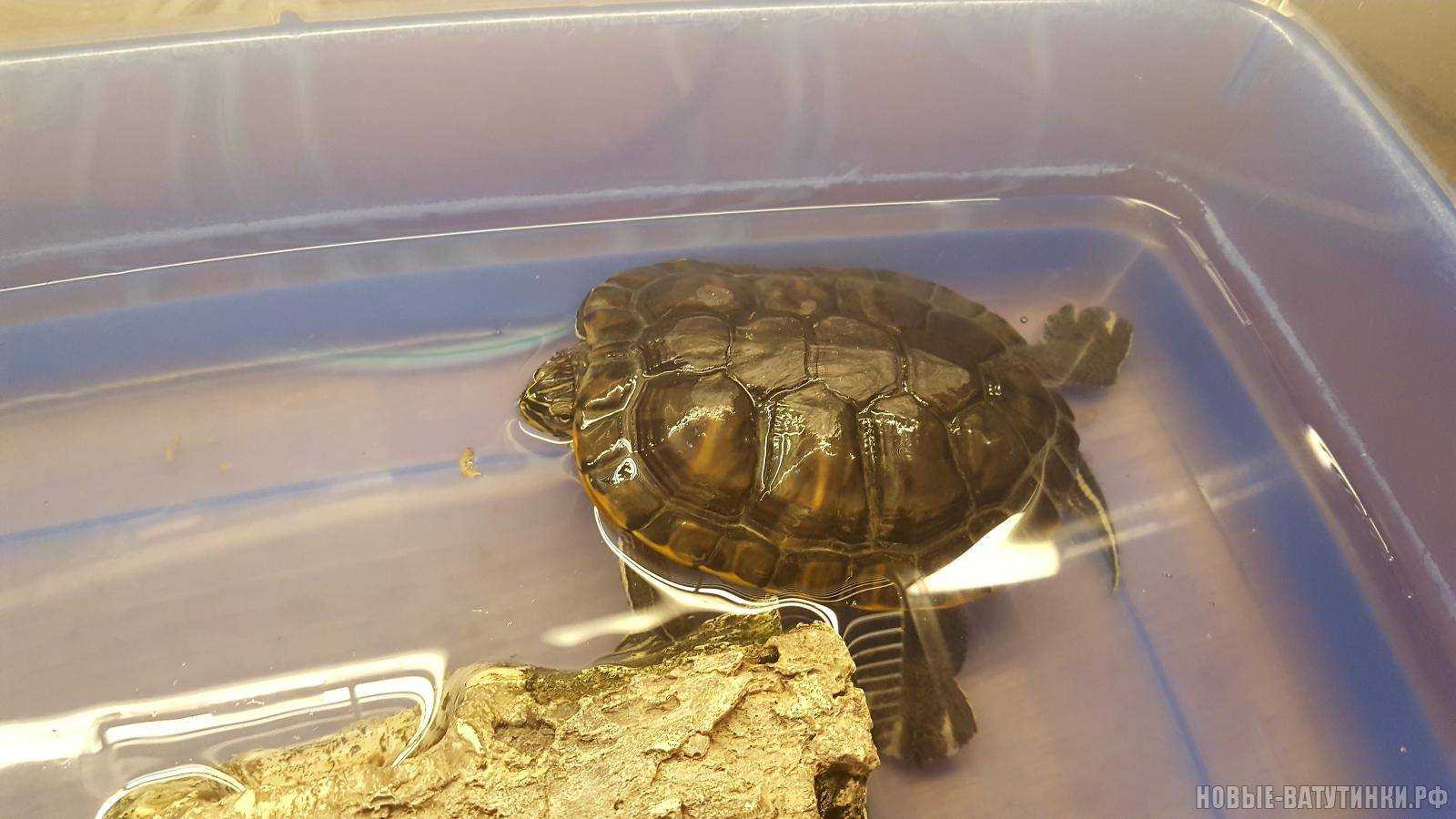 среднеазиатская красноухая черепаха. сухопутная черепаха. галапагосская черепаха. среднеазиатская черепаха. сухопутная черепаха шпороносная.