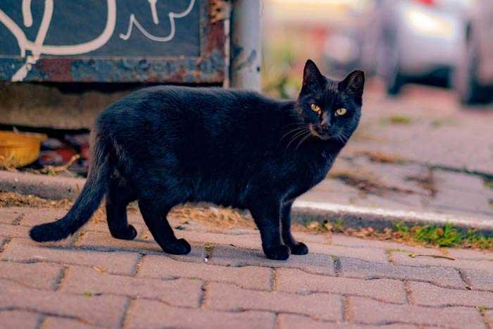 Черная кошка: приметы и суеверия. если черная кошка в доме, перебежала дорогу, приблудилась — к чему это? народные приметы про черную кошку