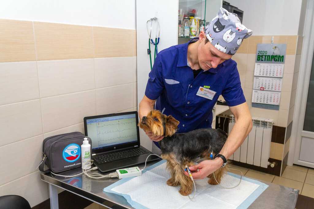 Чесотка у кошек  - лечение, симптомы, признаки клещей у кошек в москве. ветеринарная клиника "зоостатус"