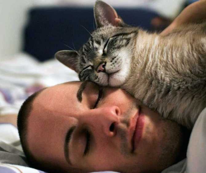 Учимся обниматься у кошек. любят ли кошки обниматься рисованные влюбленные коты